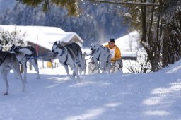 Lenk 2013